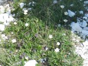 trekking alle tre cime (33/88)